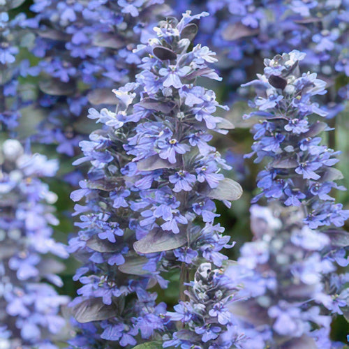 Trendyplants - Ajuga reptans 'Burgundy Glow' - 40 stuks - Kruipend zenegroen - Winterhard - Hoogte 20-30 cm - Potmaat Ø9cm - vtwonen shop