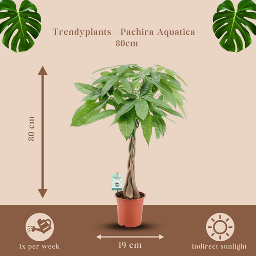 Trendyplants - Pachira Aquatica - Geldboom - Kamerplant - Hoogte 70-90 cm - Potmaat Ø19cm - vtwonen shop