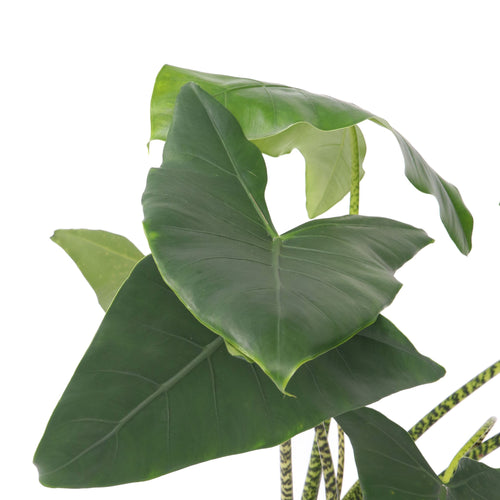 Plant in a Box kamerplant Alocasia Zebrina - hoogte 140-150cm - pot 32cm - vtwonen shop