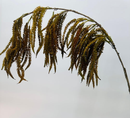 My Flowers.shop Bruine amaranthus hangend zijden bloem | Lengte 90 centimeter | Per stuk - vtwonen shop