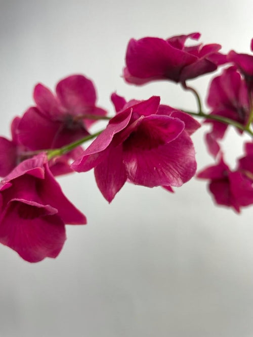 My Flowers.shop Roze orchidee zijden bloem | Lengte  90 centimeter | Per stuk - vtwonen shop