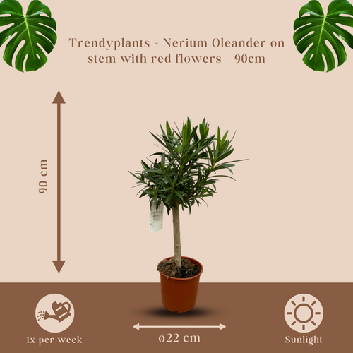 Trendyplants - Nerium Oleander op stam met rode bloem - Hoogte 80-100 cm - Tuinplant - Potmaat Ø22cm - vtwonen shop