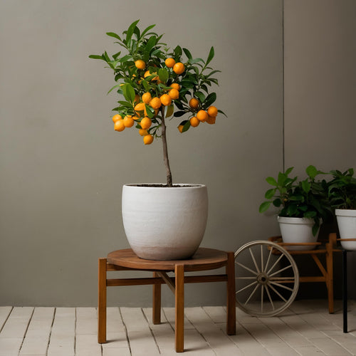 Plant in a Box citrus limon - Citroenboom - Pot 19cm - Hoogte 60-70cm - vtwonen shop