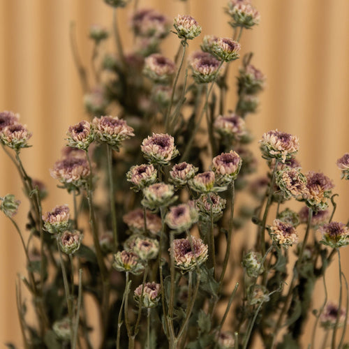 My Flowers.shop Lichtpaars gedroogde mini Chrysanthemum | Chrysanten droogbloemen | Lengte 60 centimeter | Per bos - vtwonen shop