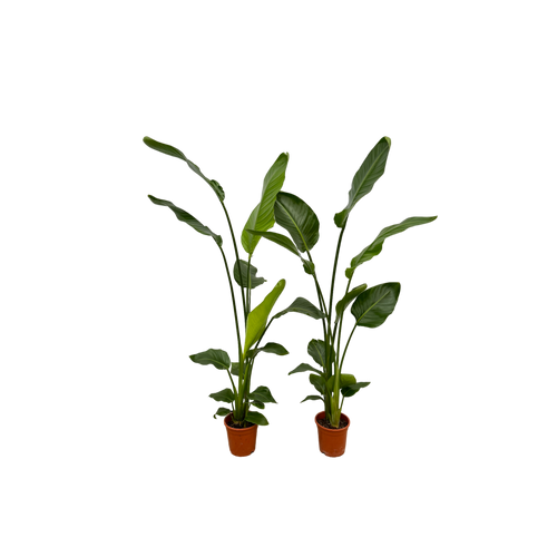Trendyplants - 2x Strelitzia Nicolai - 130 cm - Ø17cm - vtwonen shop