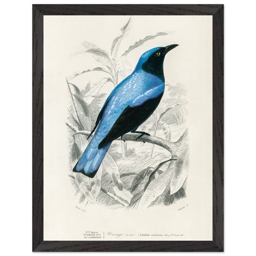 Artfulprints Poster met Lijst Charles Dessalines d'Orbigny - Square-tailed drongo (Edoius caerulescens)   - 30x40 cm - Blauw