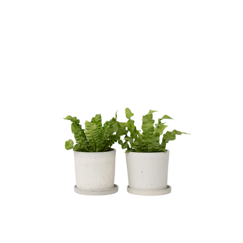 Plant in a Box kamerplant - Set van 2 Asplenium nidus Crispy Wave - hoogte 25-40cm - pot 12cm - vtwonen shop