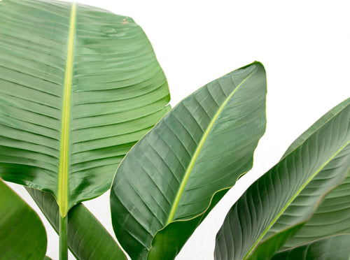 Trendyplants - Strelitzia Nicolai inclusief elho Vibes Fold Round groen - 130 cm - Ø18cm - vtwonen shop