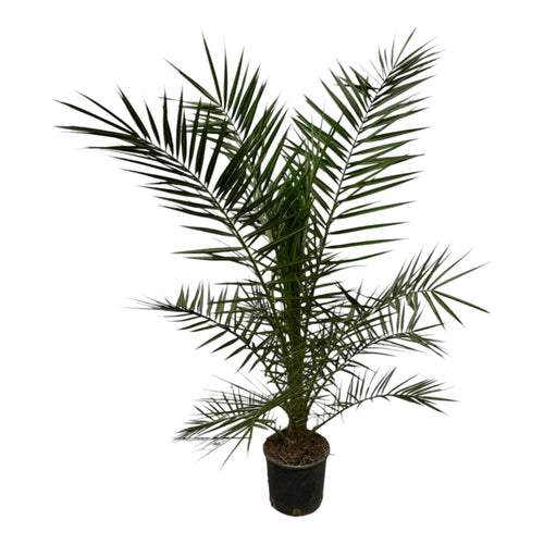 Trendyplants - Phoenix Canariensis - Hoogte 150-170 cm - Dadelpalm - Winterhard - Potmaat Ø22cm - vtwonen shop