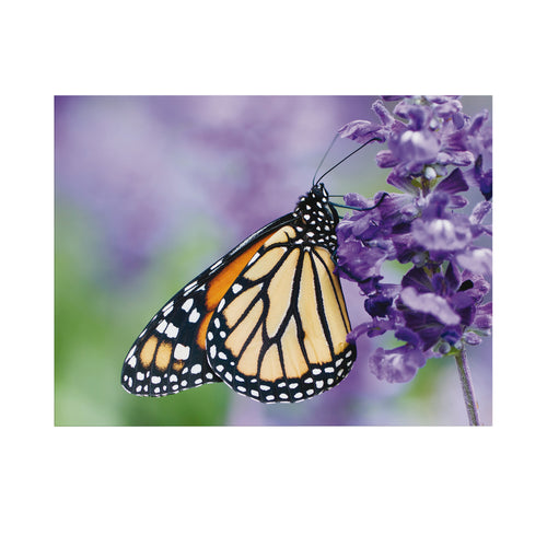 Art for the Home Buitencanvas - Vlinder - 50x70cm