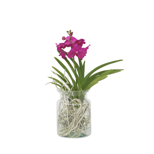 Plant in a Box Vanda Orchidee in vaas cerise - Hoogte 40-50cm - vtwonen shop