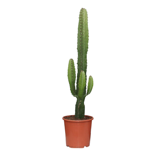 Trendyplants - Euphorbia Acrurensis - Cactus - Hoogte 40-60 cm - Potmaat Ø17cm - vtwonen shop