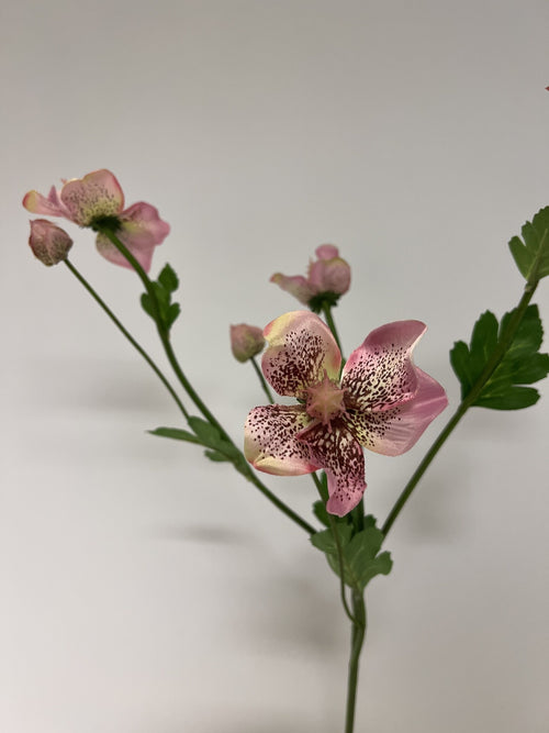 My Flowers.shop Roze helleborus zijden bloem | Lengte 60 centimeter | Per stuk - vtwonen shop