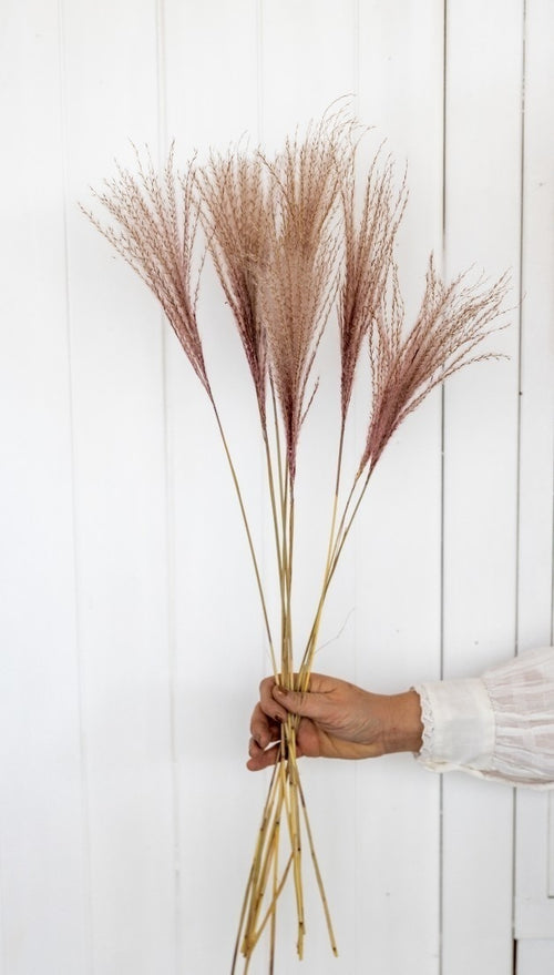 My Flowers.shop Roze gedroogd Vedergras | Roze Stipa of Stypa Penata | Lengte 55 centimeter | Per tien pluimpjes - vtwonen shop