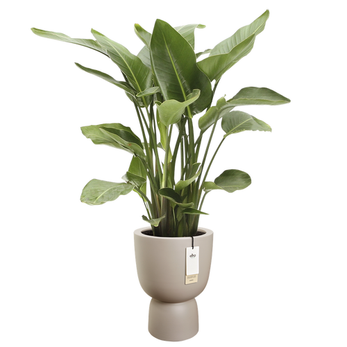 elho amber coupe 35 balanced beige | Bloempot |Premium statementdesign