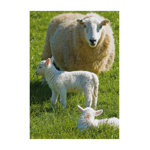 Art for the Home Buitencanvas - Schapenfamilie - 70x50cm