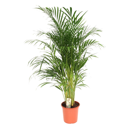 Trendyplants - Areca palm - Goudpalm - Kamerplant - Hoogte 150-170 cm - Potmaat Ø24cm - vtwonen shop