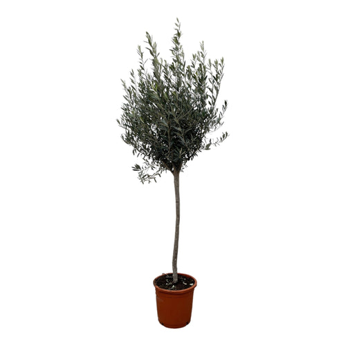 Trendyplants - Olijfboom op stam - Winterhard - Tuinplant - Hoogte 150-170 cm - Potmaat Ø24cm - Olea Europaea op stam - vtwonen shop