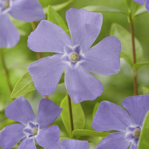 Trendyplants - Vinca minor - 20 stuks - Maagdenpalm - Winterhard - Hoogte 10-25cm - Potmaat Ø9cm - vtwonen shop