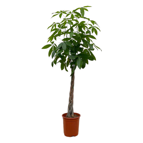 Trendyplants - Pachira Aquatica - Geldboom - Kamerplant - Hoogte 170-190 cm - Potmaat Ø27cm - vtwonen shop