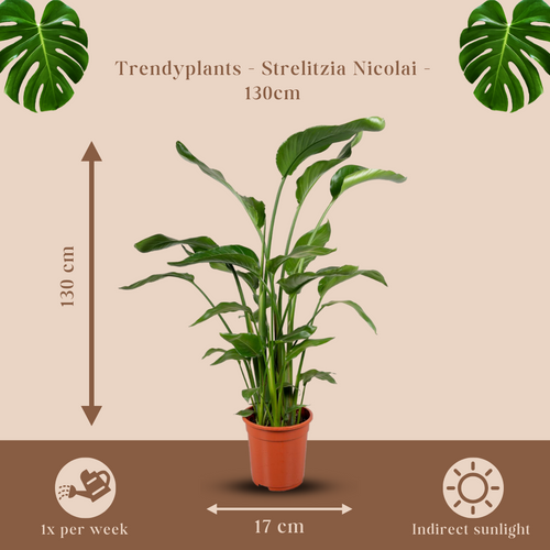 Trendyplants - Strelitzia Nicolai - Paradijsvogelbloem - Kamerplant - Hoogte 110-130 cm - Potmaat Ø17cm - vtwonen shop