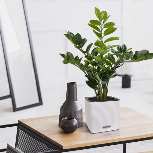 Maxifleur Zamioculcas kunstplant 55cm