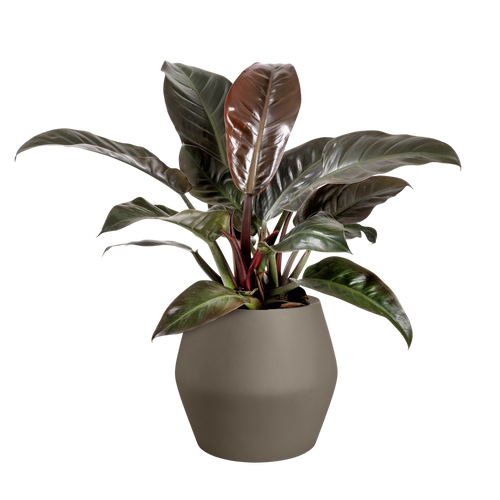 elho june split low 46 burnt umber | Bloempot |Premium statementdesign