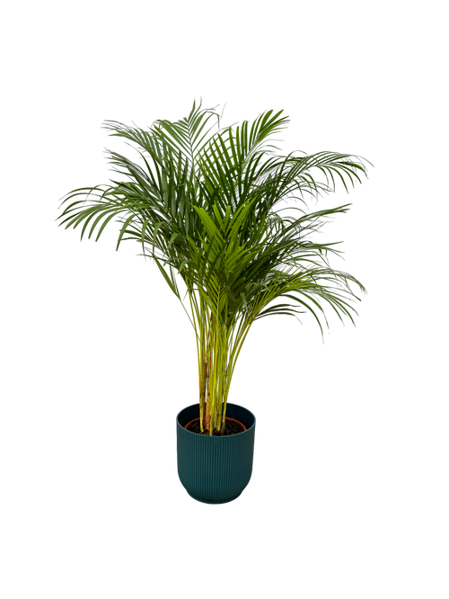 Trendyplants - Areca palm - ↨130cm - Ø24cm inclusief elho Vibes Fold Round blauw Ø30cm x ↨27cm - vtwonen shop