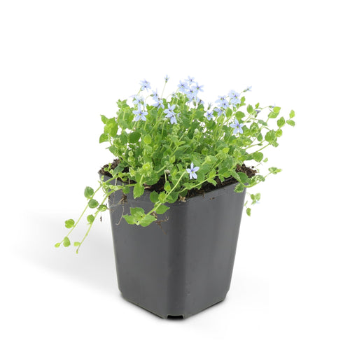 Trendyplants - Isotoma fluviatilis - 6 stuks - Blauwkussen / Kruiplobelia - Winterhard - Hoogte 10-30 cm - Potmaat Ø9cm - vtwonen shop