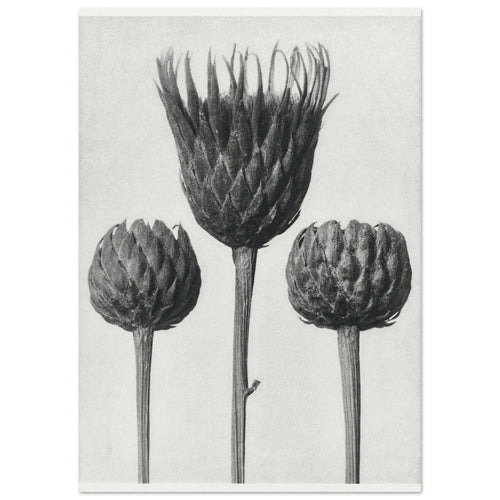 Artfulprints  Burst of bloom   poster A4 21x29.7 cm