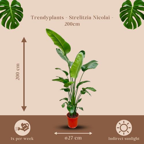 Trendyplants - Strelitzia Nicolai - Paradijsvogelbloem - Kamerplant - Hoogte 190-210 cm - Potmaat Ø27cm - vtwonen shop