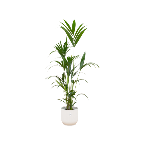 Trendyplants - Kentia palm inclusief elho Vibes Fold Round wit - 160 cm - Ø30cm - vtwonen shop