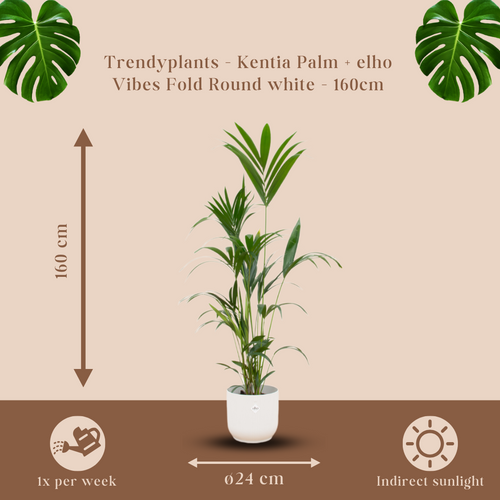 Trendyplants - Kentia palm inclusief elho Vibes Fold Round wit - 160 cm - Ø30cm - vtwonen shop
