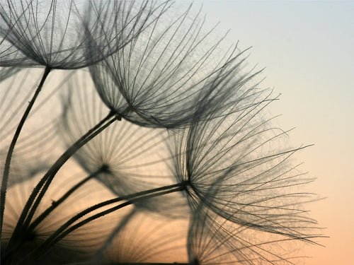 Sanders & Sanders fotobehang bloemen beige en grijs - 360 x 270 cm - 600553