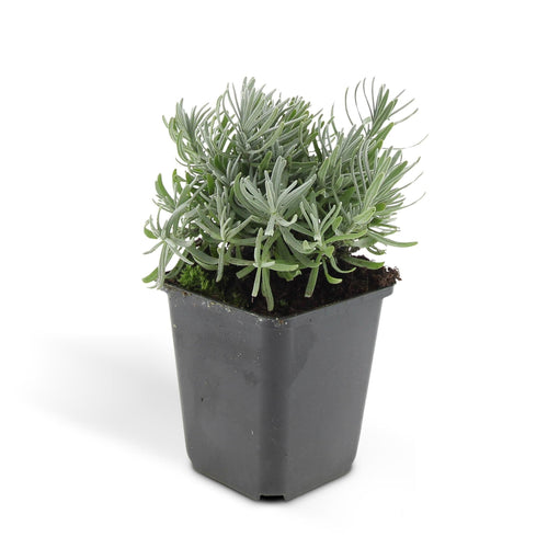 Trendyplants - Lavandula 'Hidcote' - 6 stuks - Lavendel  - Winterhard - Hoogte 10-25 cm - Potmaat Ø9cm - vtwonen shop