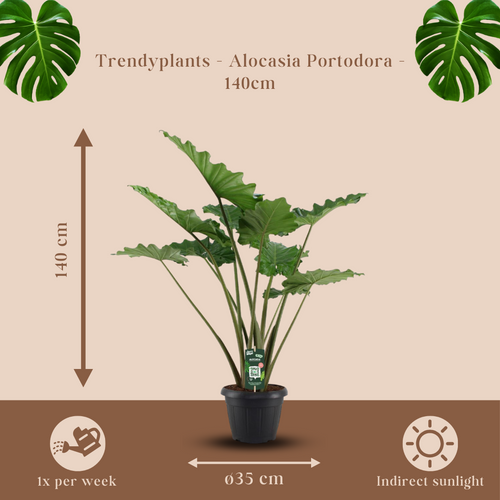 Trendyplants - Alocasia Portodora - Olifantsoor - Kamerplant - Hoogte 130-150 cm - Potmaat Ø35cm - vtwonen shop