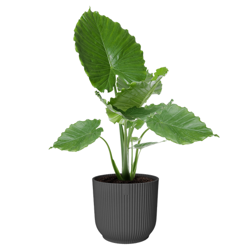 elho vibes fold rond 40 antraciet | Bloempot | Modern decoratief ribpatroon