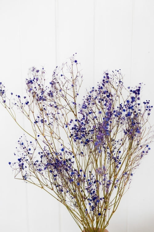 My Flowers.shop Paars gedroogd Gipskruid | Paarse Gypsophila droogbloemen |  Lengte ± 60 cm | Per bos van 5 takken - vtwonen shop