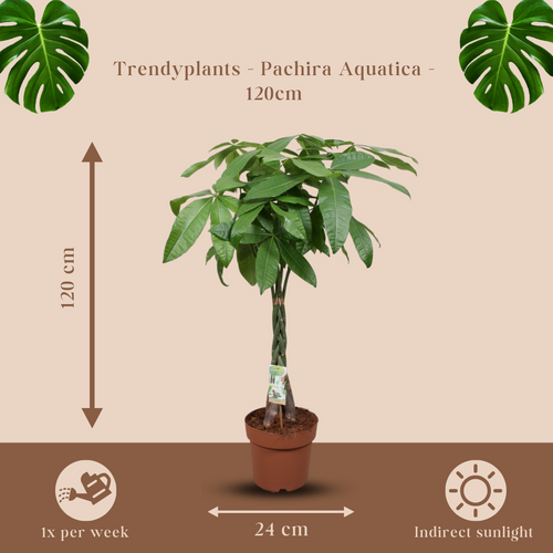 Trendyplants - Pachira Aquatica - Geldboom - Kamerplant - Hoogte 110-130 cm - Potmaat Ø24cm - vtwonen shop