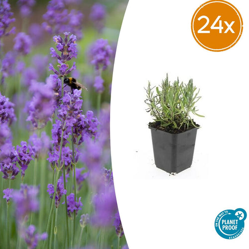 Trendyplants - Lavandula angustifolia 'Munstead' - 24 stuks - Lavendel - Winterhard - Hoogte 10-30 cm - Potmaat Ø9cm - vtwonen shop