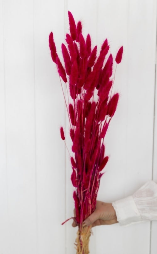 My Flowers.shop Kersenkleur gedroogde Hazenstaartjes | Cerise Lagurus Ovatus droogbloemen | Lengte ± 70 cm | Per bos - vtwonen shop