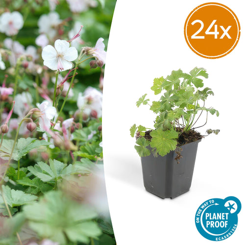 Trendyplants - Geranium cantabrigiense 'Biokovo' - 24 stuks - Ooievaarsbek - Winterhard - Hoogte 10-30 cm - Potmaat Ø9cm - vtwonen shop