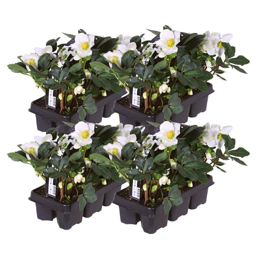 Trendyplants - Helleborus niger 'Christmas Carol' - 24 stuks - Kerstroos - Winterhard - Hoogte 15-25 cm - Potmaat Ø7cm - vtwonen shop