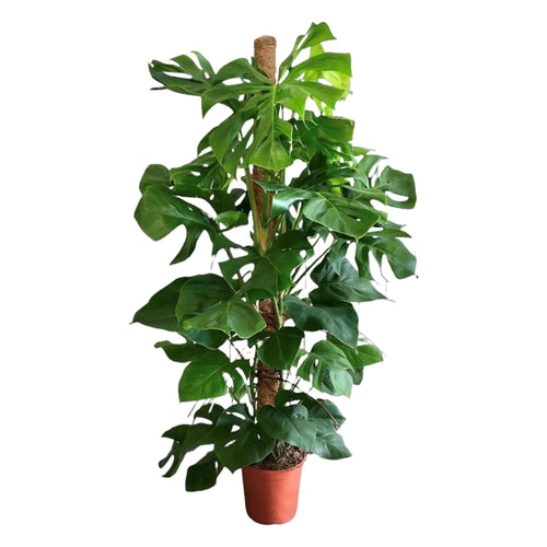 Trendyplants - Monstera Deliciosa - Gatenplant - Kamerplant - Hoogte 140-160 cm - Potmaat Ø27cm - vtwonen shop