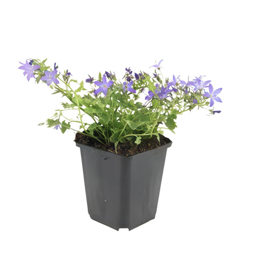 Trendyplants - Campanula poscharskyana 'Stella' - 6 stuks - Klokjesbloem - Winterhard - Hoogte 10-25cm - Potmaat Ø9cm - vtwonen shop