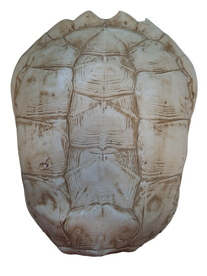 FurniLux Katana Large White - Schildpad - 28x12x57cm - vtwonen shop
