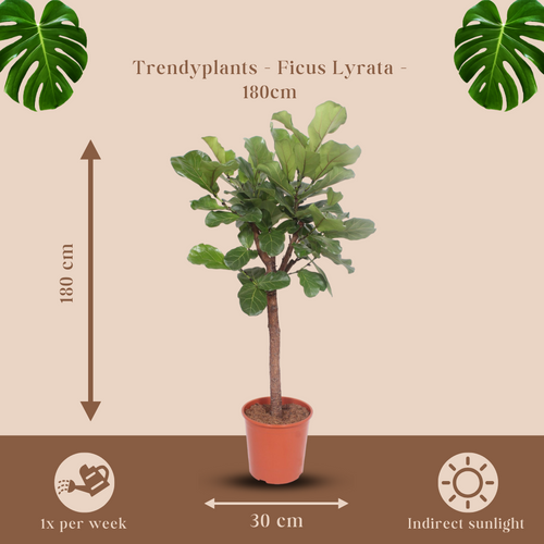 Trendyplants - Ficus Lyrata boom - Tabaksplant - Kamerplant - Hoogte 160-180 cm - Potmaat Ø30cm - vtwonen shop