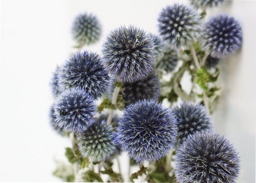 My Flowers.shop Natuurlijk blauwgrijze Kogeldistels | Echinops droogbloemen | Lengte ± 65 cm | Per stuk - vtwonen shop