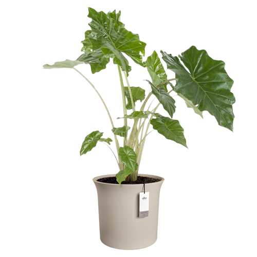 elho june tulip 47 balanced beige | Bloempot |Premium statementdesign