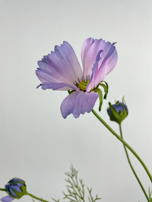 My Flowers.shop Paarse cosmea zijden bloem | Lengte 90 centimeter | Per stuk - vtwonen shop